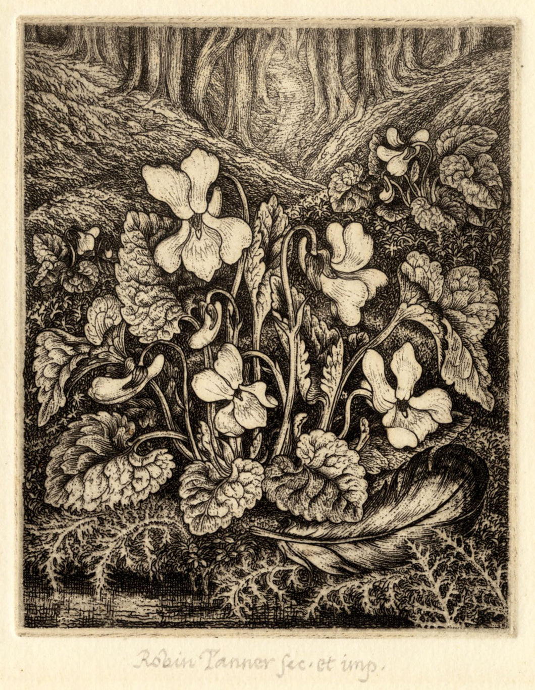 White Violets